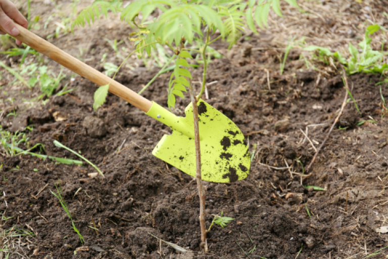 A close up of a spade being used to plant a tree