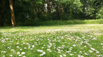 Large green space with daisies in Walton on Thames