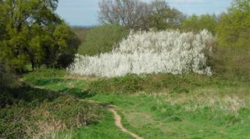 Stokes Field Local Nature Reserve
