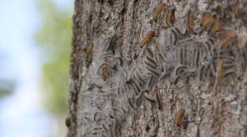 Oak processionary moth on tree