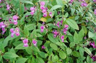 Himalayan Balsam