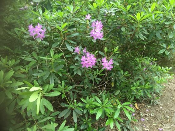 rhododendron ponticum