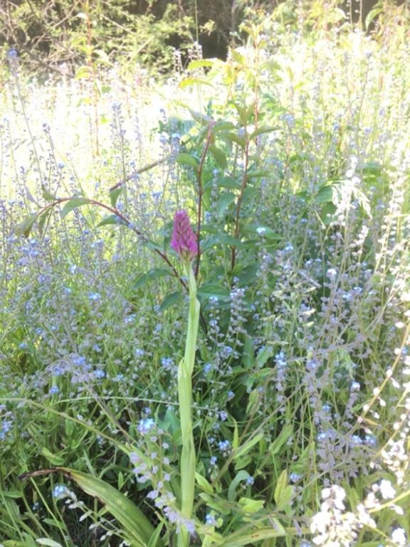 Wildflowers on West End Common