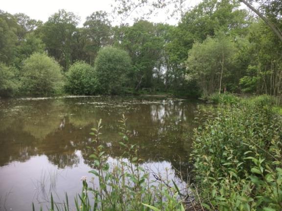 West End Common pond