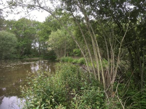 West End Common pond