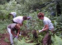 Volunteers carrying out blasam pulling