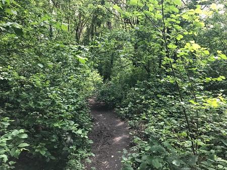 Overgrown path on Claygate Common
