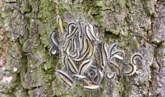 OPM caterpillars