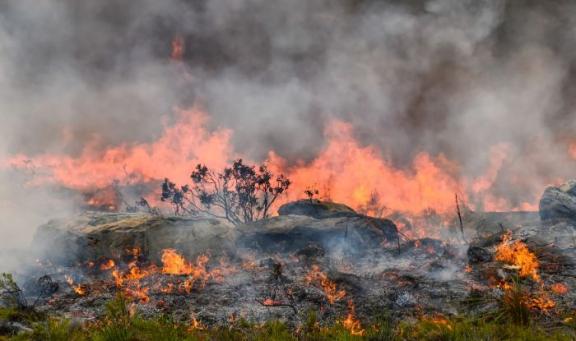 Wildfire