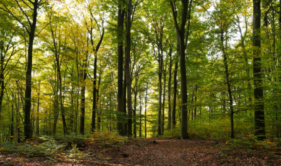 Woodland landscape