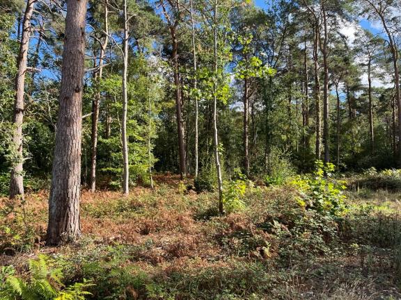 Oxshott Heath