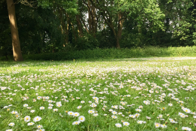 Large green space with daisies in Walton on Thames