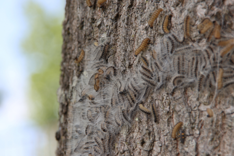 Oak processionary moth on tree