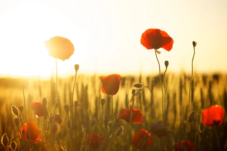 Poppies in a field