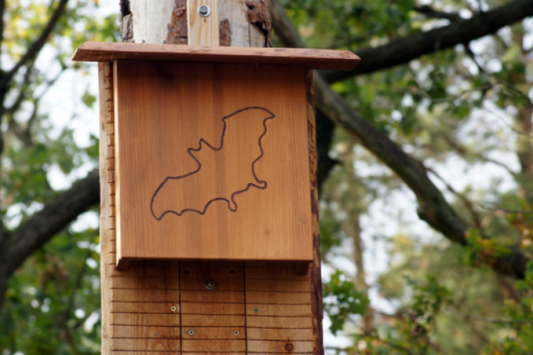 Bat box on a tree