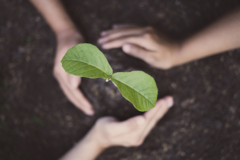 An image of a plant in soil. The soil covering the plants roots is being covered by 3 hands.