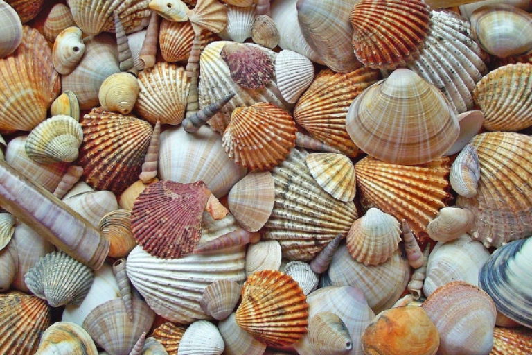 An array of seashells spread out