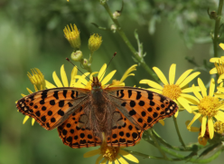 A butterfly resting on a yellow flower.