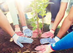 A close up of hands of a team of people planting a tree