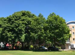 Trees 