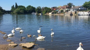 Swans swimming near the riverside on a sunny day