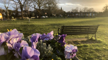 Park bench in Hersham with purple flowers in foreground