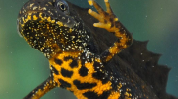 Close up of a newt