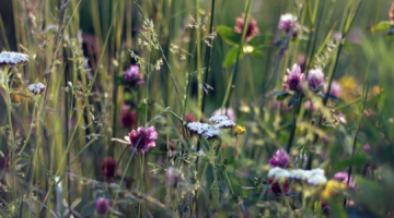 Summer flowers