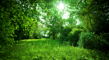 Trees and greenery