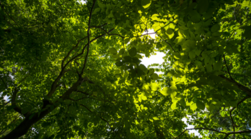 Green leaves and branches of a tree