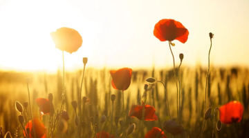 Poppies in a field