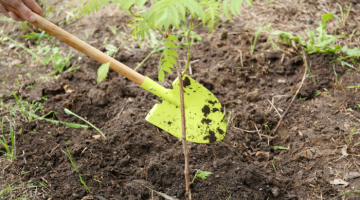 A close up of a spade being used to plant a tree