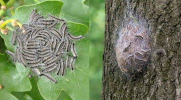 Oak Processionary Moth caterpillars and nest