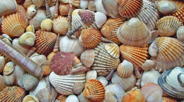 An array of seashells spread out