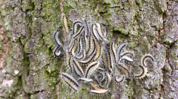 OPM caterpillars