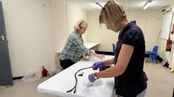 Museum volunteers at work packing items ready to move