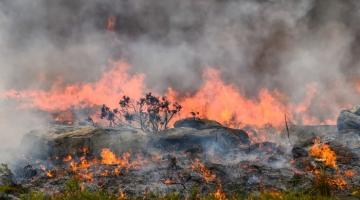 Wildfire