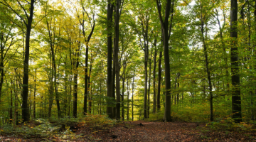 Woodland landscape