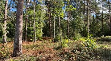 Oxshott Heath