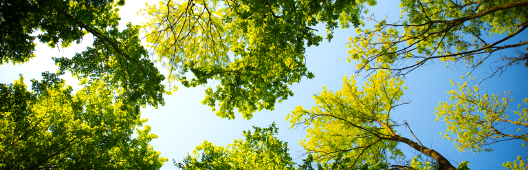 Trees and sky